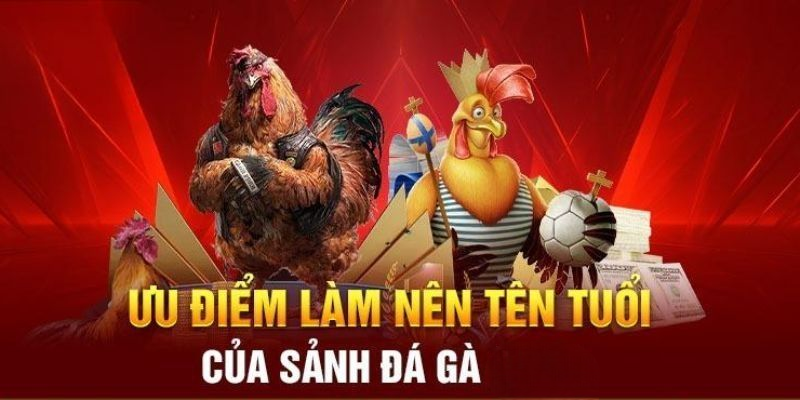Đá Gà Banca1 – Hấp Dẫn Gây Hứng Thú Cho Nhiều Tín Đồ Đam Mê